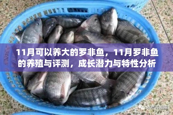 半截鸟木 第4页