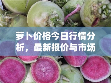 萝卜价格今日行情分析，最新报价与市场走势揭秘