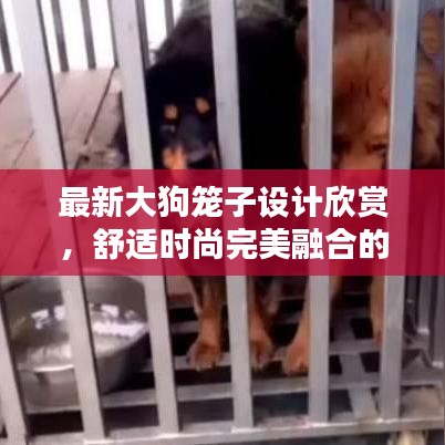 最新大狗笼子设计欣赏，舒适时尚完美融合的视频图片集
