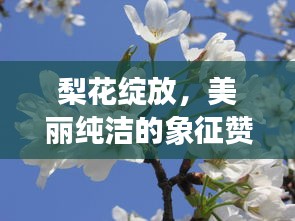 梨花绽放，美丽纯洁的象征赞颂