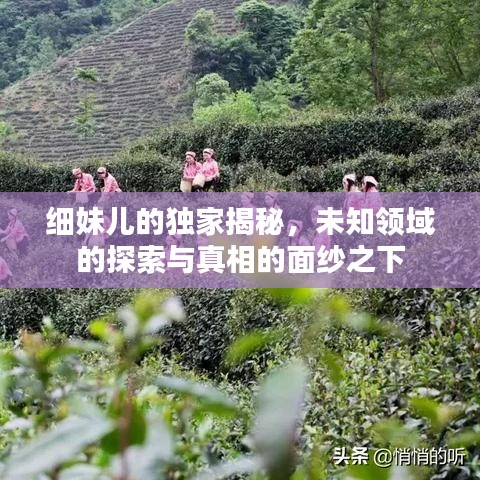 细妹儿的独家揭秘，未知领域的探索与真相的面纱之下