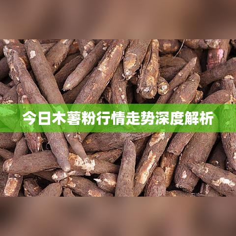 今日木薯粉行情走势深度解析