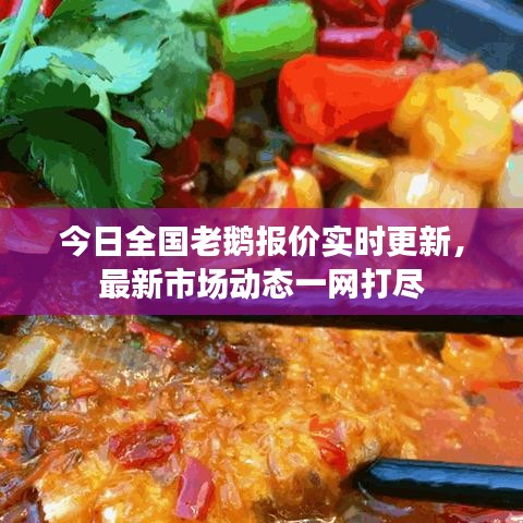 今日全国老鹅报价实时更新，最新市场动态一网打尽