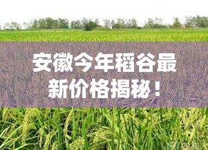 安徽今年稻谷最新价格揭秘！