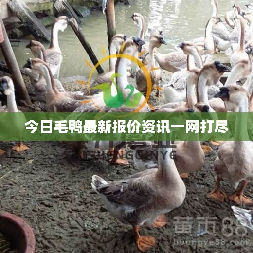 今日毛鸭最新报价资讯一网打尽